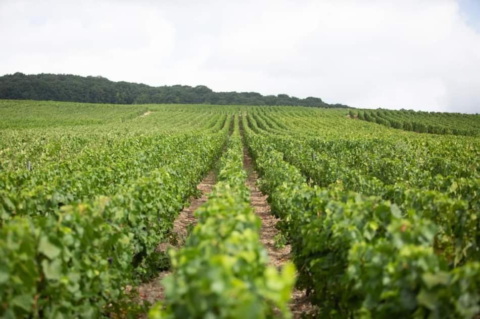 Gite le millésime Épernay Extérieur photo